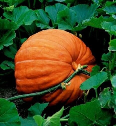 60 Seeds Pumpkin Seeds, Big Max, Heirloom Pumpkin Seeds, Non-Gmo edlcy (Seeds)