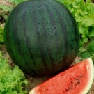 40 Seeds Watermelon Seeds, Sugar Baby, Heirloom Melon Seeds, Non-Gmo, Sweet & Small edlcy (Seeds)