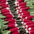 54,000 Seeds Radish Seed, French Breakfast, Lipstick Radish, Bulk Radish edlcy (2 oz Seeds)