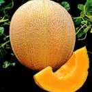 400 Seeds Cantaloupe Seed, Muskmelon Seeds, Hale's Best, Heirloom Non-Gmo edlcy (1/2 oz Seeds)