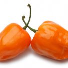 50 Seeds Orange Habanero Seeds, Habanero Pepper Seeds, Heirloom Hot Peppers, Non-Gmo edlcy (Seeds)