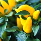 30 Seeds Yellow Ornamental Pepper, Goldfinger, Yellow Hot Peppers, Heirloom edlcy (Seeds)