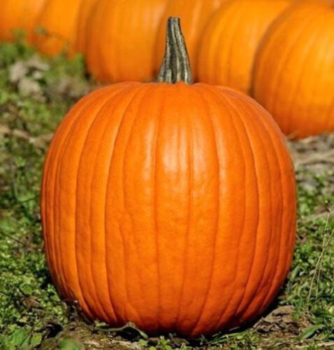 60 Seeds Pumpkin Seeds, Jack O Lantern, Heirloom Pumpkin Seeds, Non-Gmo edlcy (Seeds)