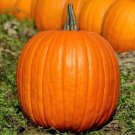60 Seeds Pumpkin Seeds, Jack O Lantern, Heirloom Pumpkin Seeds, Non-Gmo edlcy (Seeds)