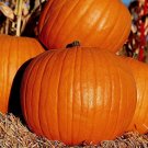 60 Seeds Pumpkin Seeds, Connecticut Field, Heirloom Pumpkin Seeds, Non-Gmo edlcy (Seeds)