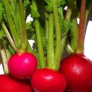 5400 Seeds Radish Seed, Crimson Giant, Bulk Radish Seed, Heirloom Red Radishes edlcy (2 oz Seeds)