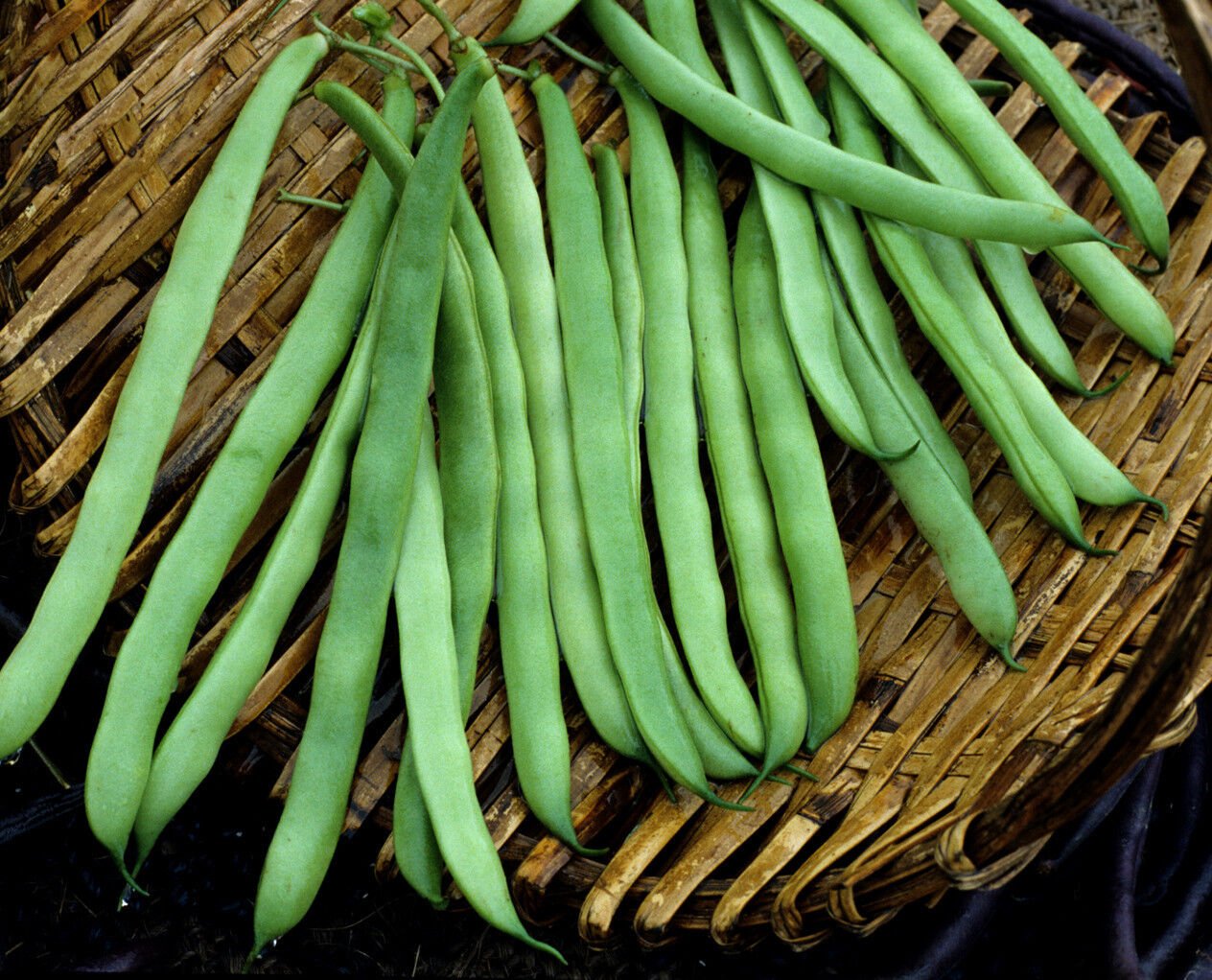 150 Seeds Bean Seeds, Kentucky Pole Beans, Heirloom Pole Bean, Green Beans, Non-Gmo edlcy (Seeds)