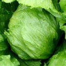 1000 Seeds Head Lettuce Seed, Summertime, Iceberg Lettuce, Bulk Lettuce Seeds Non-Gmo edlcy (Seeds)