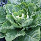 200 Seeds Collard Seeds, Champion, Heirloom Collards, Collard Greens Seeds, Non-Gmo edlcy (Seeds)