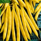 150 Seeds Yellow Bean Seeds, Gold Crop, Heirloom Beans, Bush Yellow Beans, Non-Gmo edlcy (Seeds)