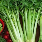 98,000 Seeds Celery Seeds, Utah Tall, Heirloom Non-GMO, Bulk Celery edlcy (1 oz Seeds)