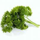 200 Seeds Parsley Seeds, Moss Curled, Heirloom Herbs, Non-Gmo Spice, Indoors or Out edlcy (Seeds)