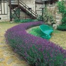 500 Seeds Lavender Seed, Munstead, Bulk Lavender Seed, Heirloom Perennial Herb edlcy (Seeds)
