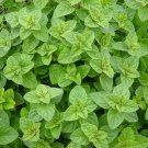 1000 Seeds Oregano Seeds, Greek, Heirloom Herb, Bulk Seeds, Most Flavorful & Aromatic edlcy (Seeds)