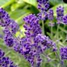 54,000 Seeds English Lavender Seeds, Bulk Lavender, Non-GMO edlcy (2 oz Seeds)