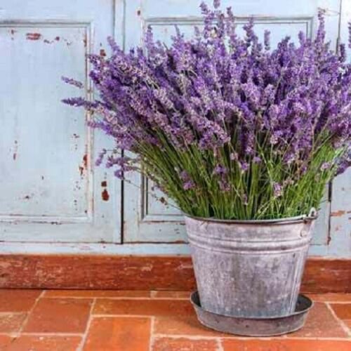 500 Seeds Vera Lavender Seeds, Bulk Lavender, Non-GMO edlcy (Seeds)