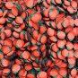 Larger Polymer Clay Lychee or Raspberry Fruit Slices, Faux, Miniature (Bag: 15 Grams)