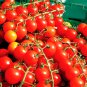 200 SEEDS CHERRY TOMATOES SUPER SWEET LARGE SWEET TASTY HEIRLOOM NON-GMO RARE edlcy (Seeds)