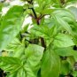 600+ MEXICAN BASIL SEEDS RARE SPRING HERB GARDEN MOSQUITO INSECT REPELLENT edlcy (Seeds)