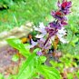 600+ MEXICAN BASIL SEEDS RARE SPRING HERB GARDEN MOSQUITO INSECT REPELLENT edlcy (Seeds)