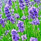800+ Seeds LAVENDER SEEDS AUTUMN PERENNIAL MOSQUITO BUG REPELLING FALL HERB NON-GMO edlcy (Seeds) 800+ Seeds LAVENDER SEEDS AUTUMN PERENNIAL MOSQUITO BUG REPELLING FALL HERB NON-GMO edlcy (Seeds)