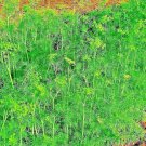 350 SEEDS DILL SPRING INSECT REPELLENT HERB GARDEN SPICE NON-GMO HEIRLOOM edlcy (Seeds)