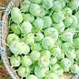 1000 Seeds CABBAGE KOHLRABI SEEDS SPRING VEGETABLE GARDEN NON-GMO SALADS HEIRLOOM edlcy (Seeds)