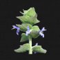 2000+ SEEDS CHIA SPRING HERB HEIRLOOM VEGETABLE GARDEN MICROGREENS BEES NON-GMO edlcy (Seeds)