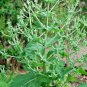 2000+ SEEDS CHIA SPRING HERB HEIRLOOM VEGETABLE GARDEN MICROGREENS BEES NON-GMO edlcy (Seeds)