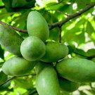 Paw Paw Tree 3-4' Feet (1 Plant)