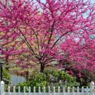 Redbud Tree 3-4' Feet (1 Plant)