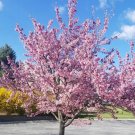 Okame Cherry Tree 2-3' Feet (1 Plant) Okame Cherry Tree 2-3' Feet (1 Plant)