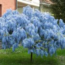Wisteria Tree 3-4' Feet (1 Plant)