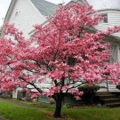 Pink Princess Dogwood 2-3' Feet (1 Plant)