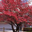 Cherokee Chief Red Dogwood 2-3' Feet (1 Plant)