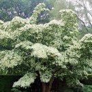 Kousa Dogwood 3-4' Feet (1 Plant)