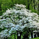 White Princess Dogwood Tree 3-4' Feet (1 Plant)