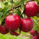 Fruiting Apple Trees 4-5' Feet (1 Plant)
