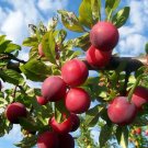 Fruiting Plum Trees 3-4' Feet (1 Plant)