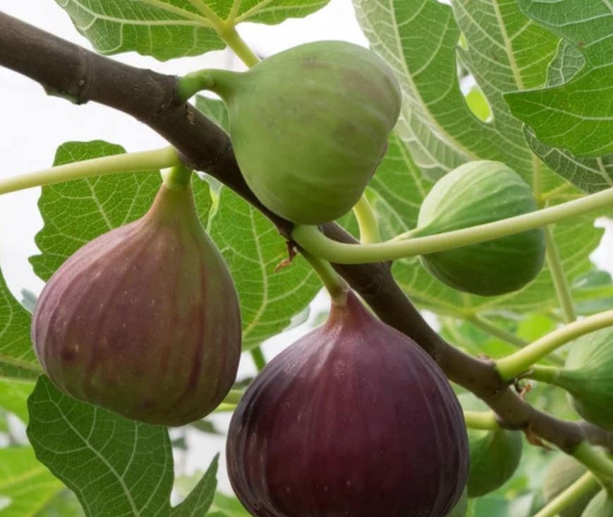 Brown Turkey Fig Tree 2-3' Feet (1 Plant)