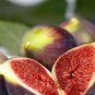 Brown Turkey Fig Tree 2-3' Feet (1 Plant)