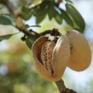 Almond Tree 2-4' Feet (1 Plant)