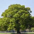 Chestnut Oak Tree 3-4' Feet (1 Plant)