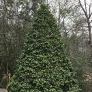 American Holly Tree 6-10" Inches (1 Plant)