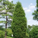Eastern Cedar Tree 2-3' Feet (1 Plant)