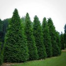 Green Giant Arborvitae 6-12" Inches (1 Plant)