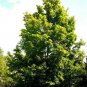 Silver Maple Tree 3-4' Feet (1 Plant)