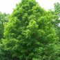 Silver Maple Tree 3-4' Feet (1 Plant)