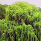 Weeping Willow 3-4' Feet (1 Plant)