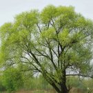 Black Willow Tree 3-4' Feet (1 Plant)